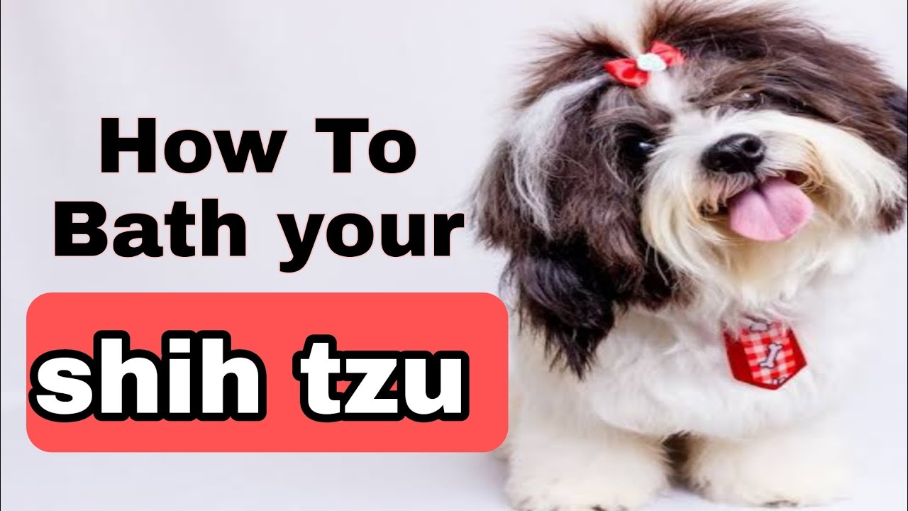 How To Bath shih tzu||shih tzu bathing||ഞങ്ങളുടെ ബെല്ലയെ കുളിപ്പിച്ചപ്പോൾ |shih tzu||#rosevlog4u