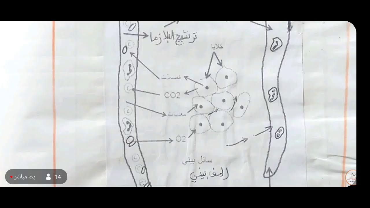 السنة الرابعة متوسط 