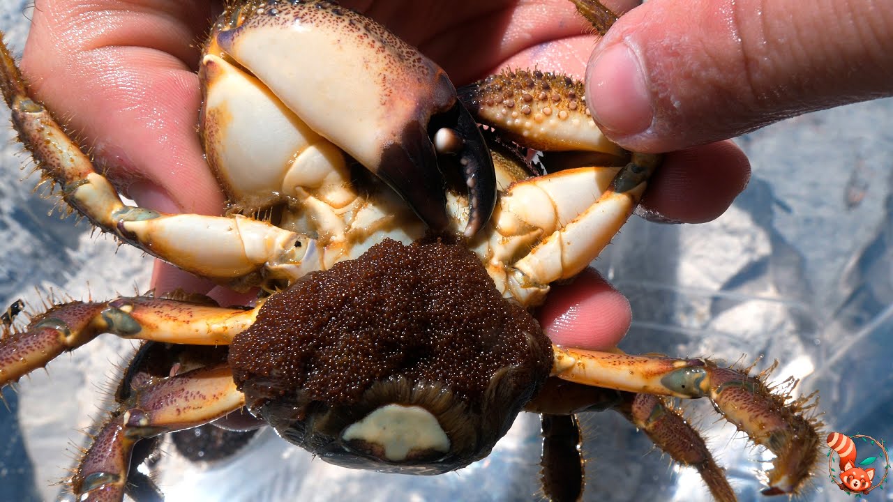 🦀 Cangrejo moruno (Eriphia verrucosa) - Moreno, moro, jaca, cranca peluda... increíbles ejemplares 🦀