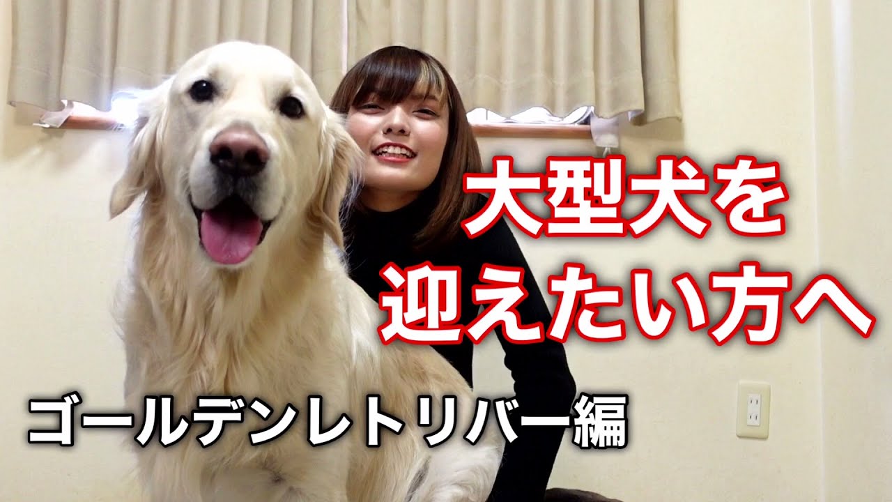 大型犬を飼いたい方へ【ゴールデンレトリバー編】