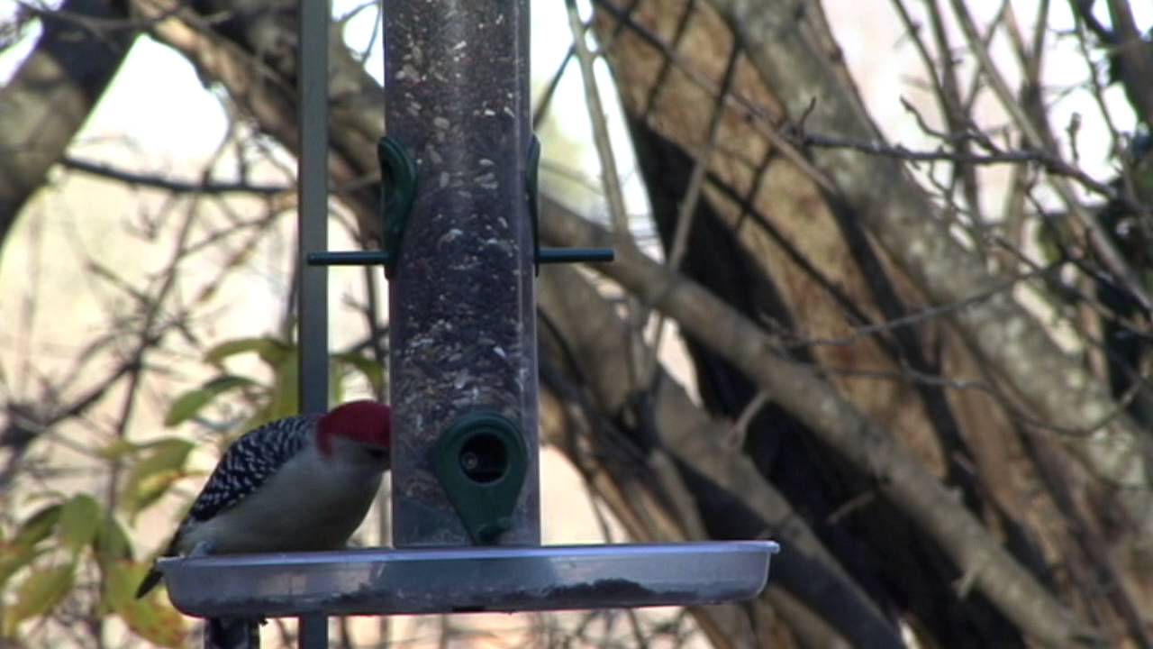 Backyard Birds, New England