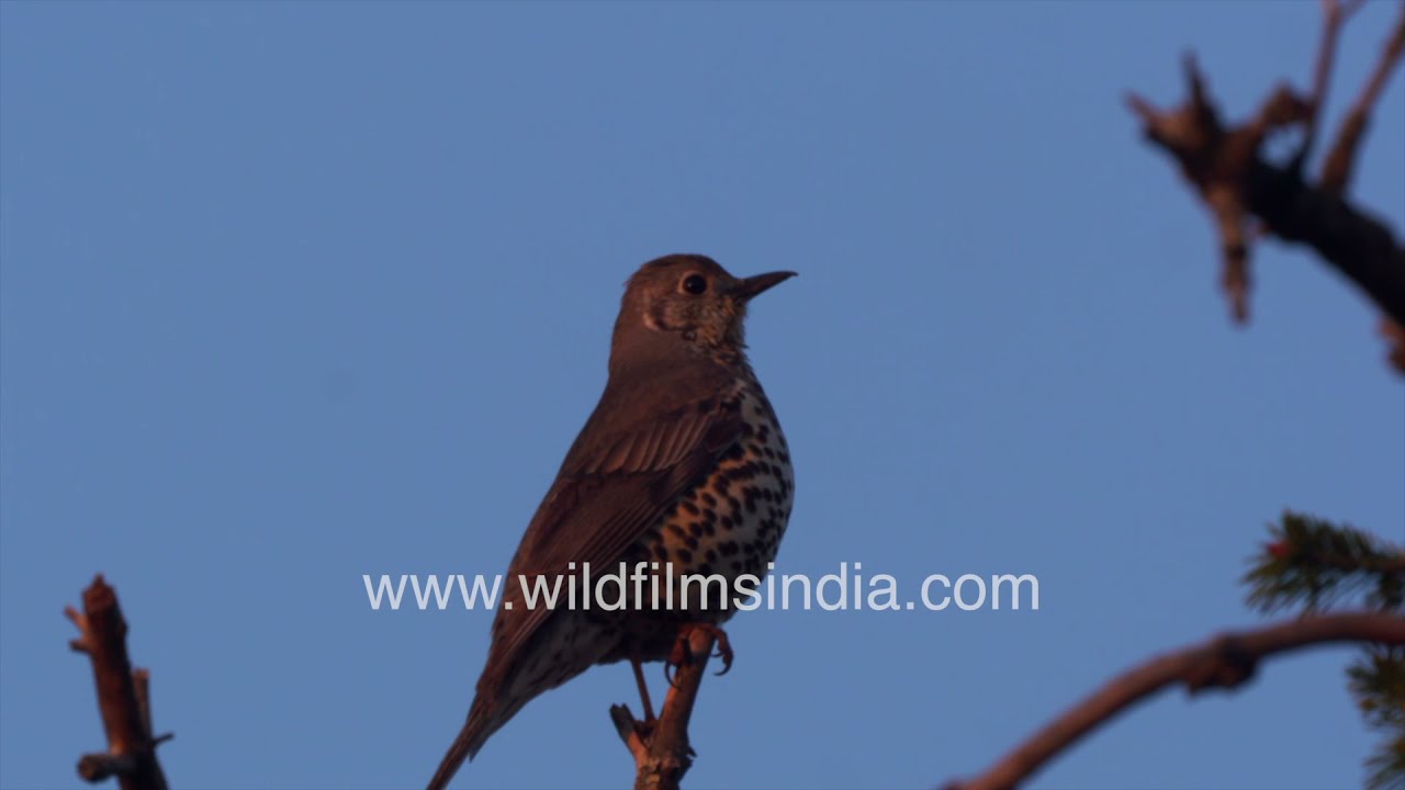 Mistle Thrush singing in the Himalayas | Morning Birdsong