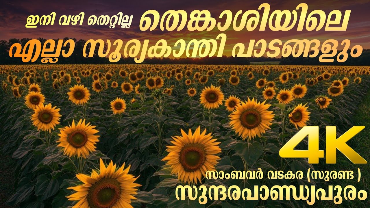 സുന്ദരപാണ്ഡ്യപുരത്ത് സൂര്യകാന്തി സീസൺ ആരംഭിച്ചു, പോയിട്ട് വരാം | Punalur Tenkasi Sundarapandiapuram 
