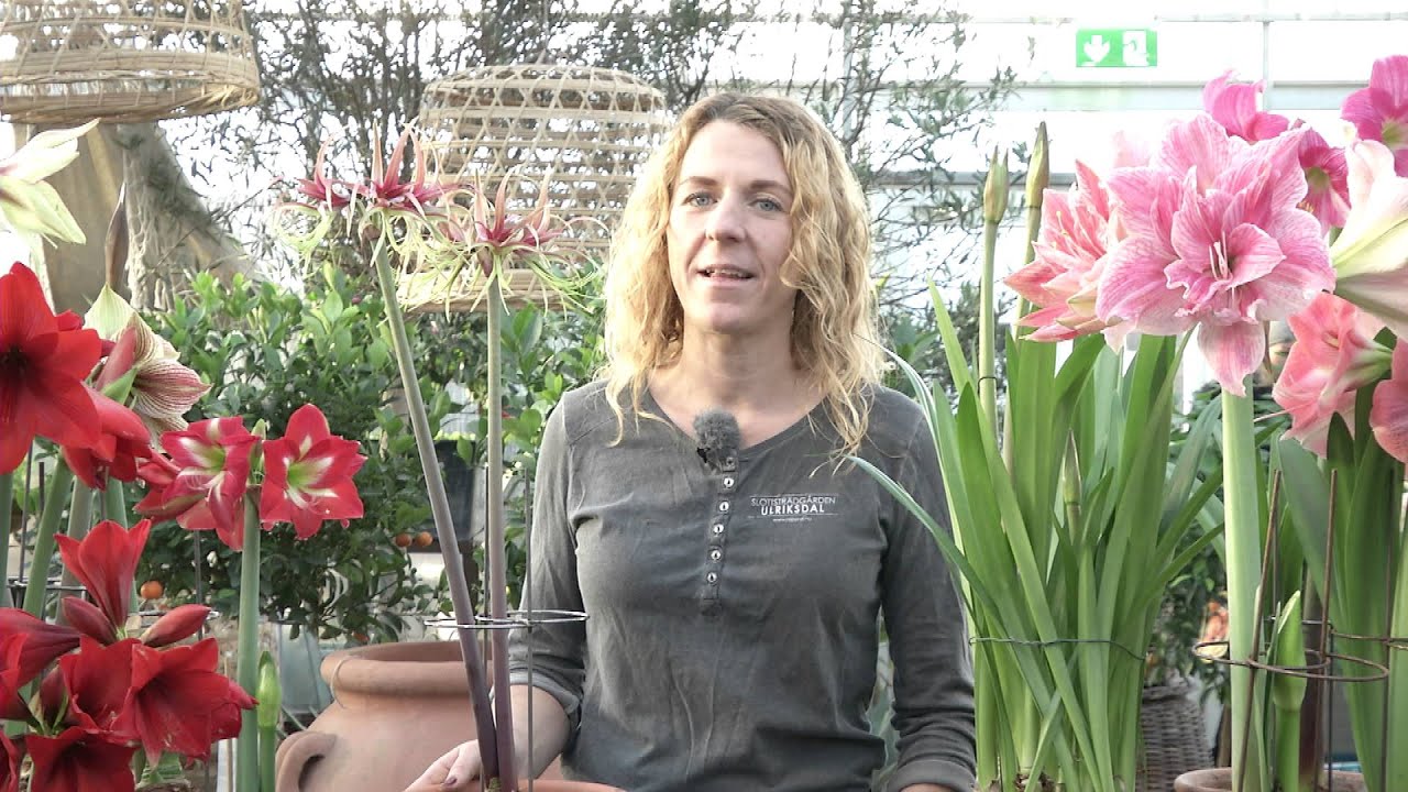 AMARYLLIS