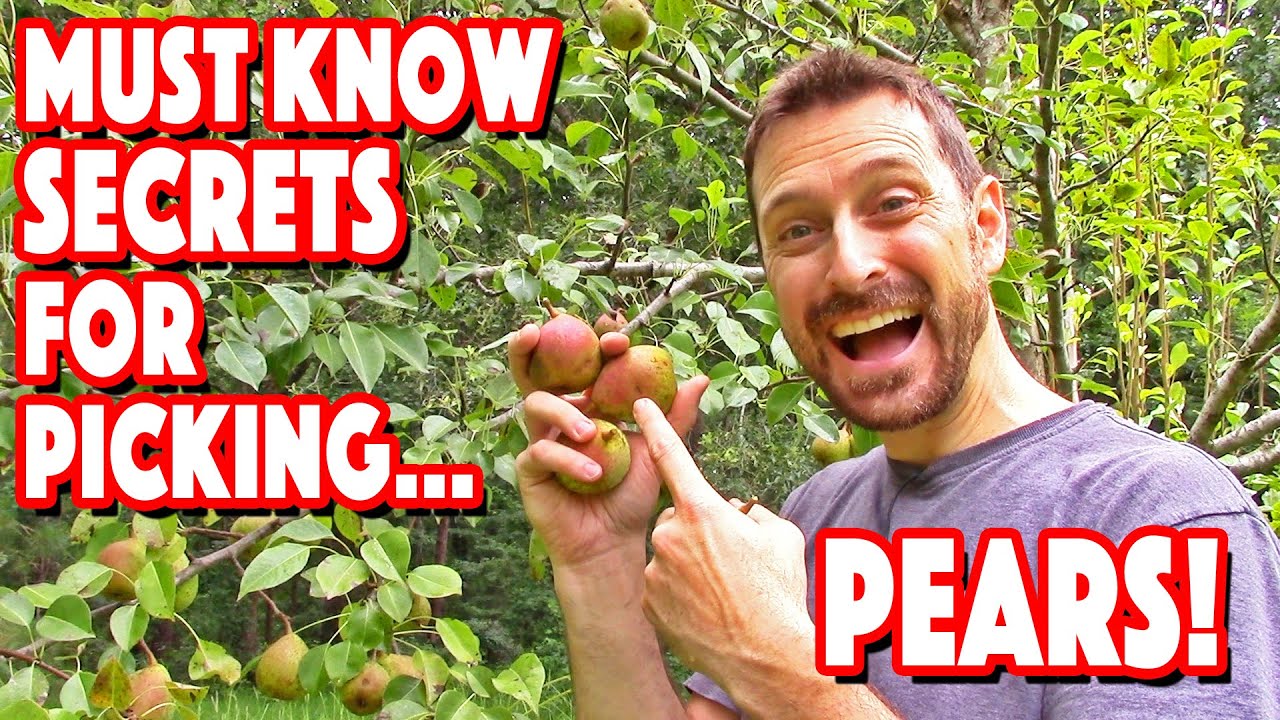The Secrets To Picking Perfect Pears!