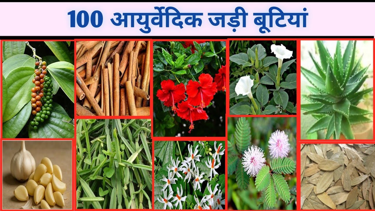 100 आयुर्वेदिक जड़ी बूटियां।।100 औषधीय जड़ी बूटियों के नाम।।पहचाने फोटो से।।KALPANA EDUCATION HUB।।