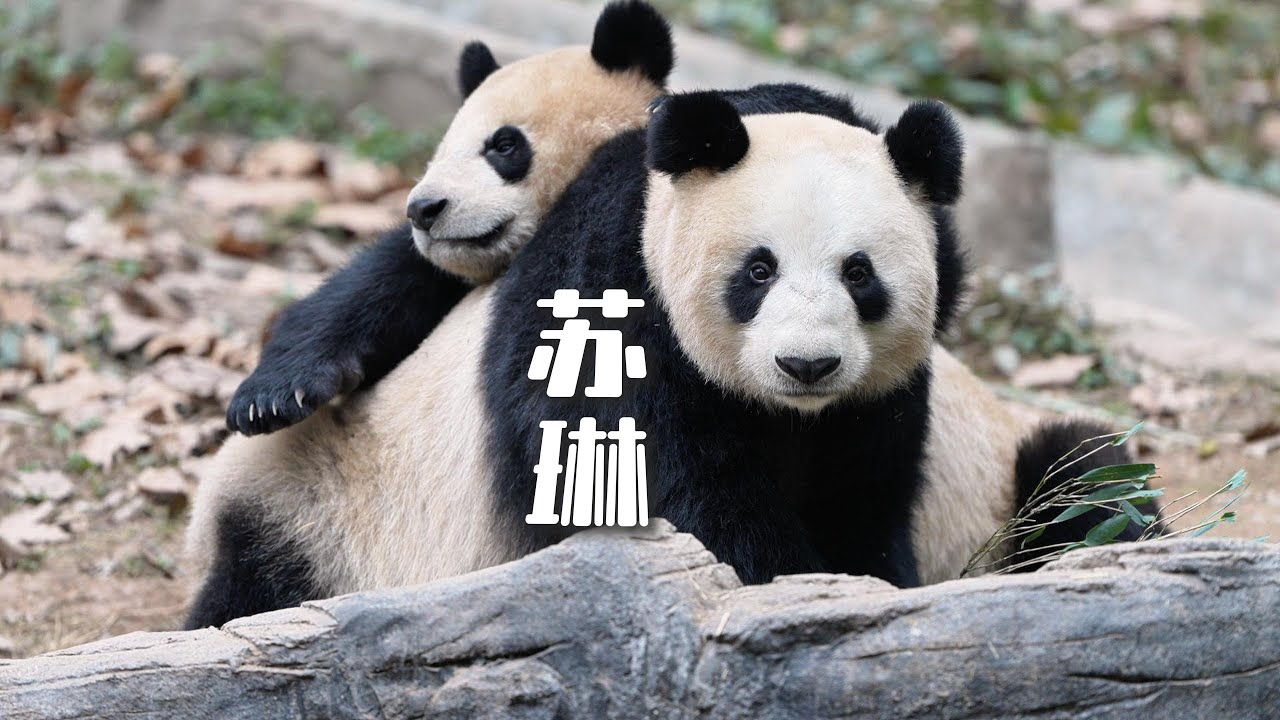 Panda "Su Lin" with cub "Zi Lin" 