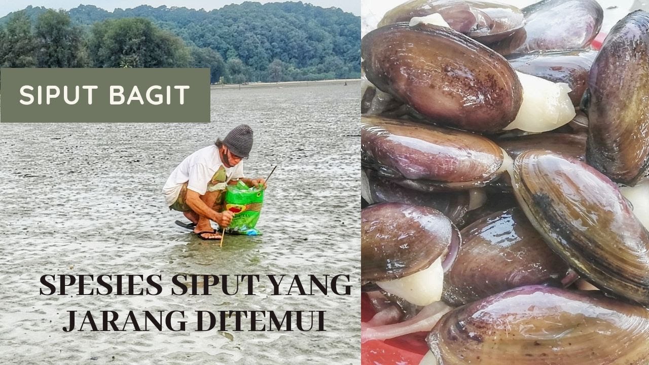 Siput bagit | Siput yang jarang ditemui