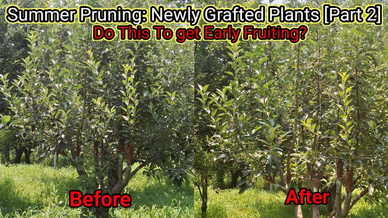 Summer Pruning : Grafted plants Pruning [Part 2] || Magray Orchards