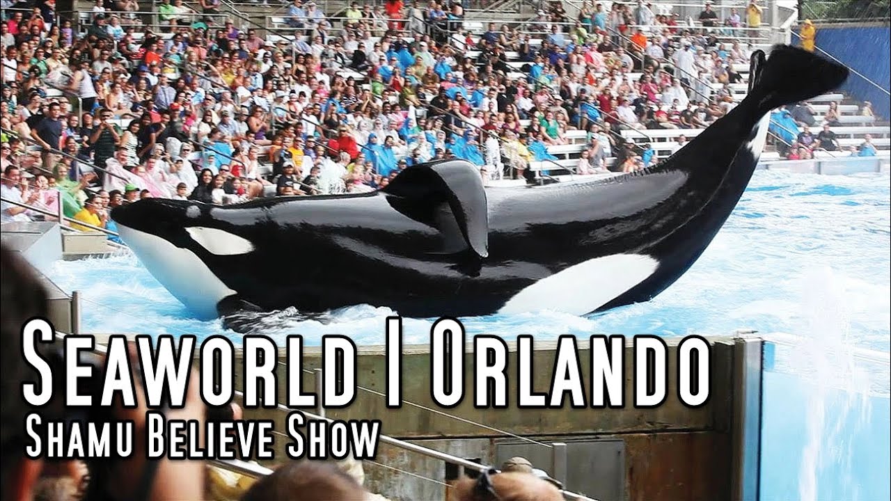 Complete SeaWorld Shamu 