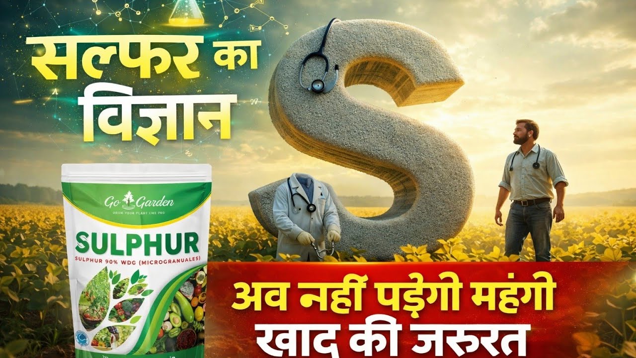 खेती में सल्फर का सही इस्तेमाल । डबल पैदावार की गारंटी | SULPHUR FERTILIZER #farming #agriculture   