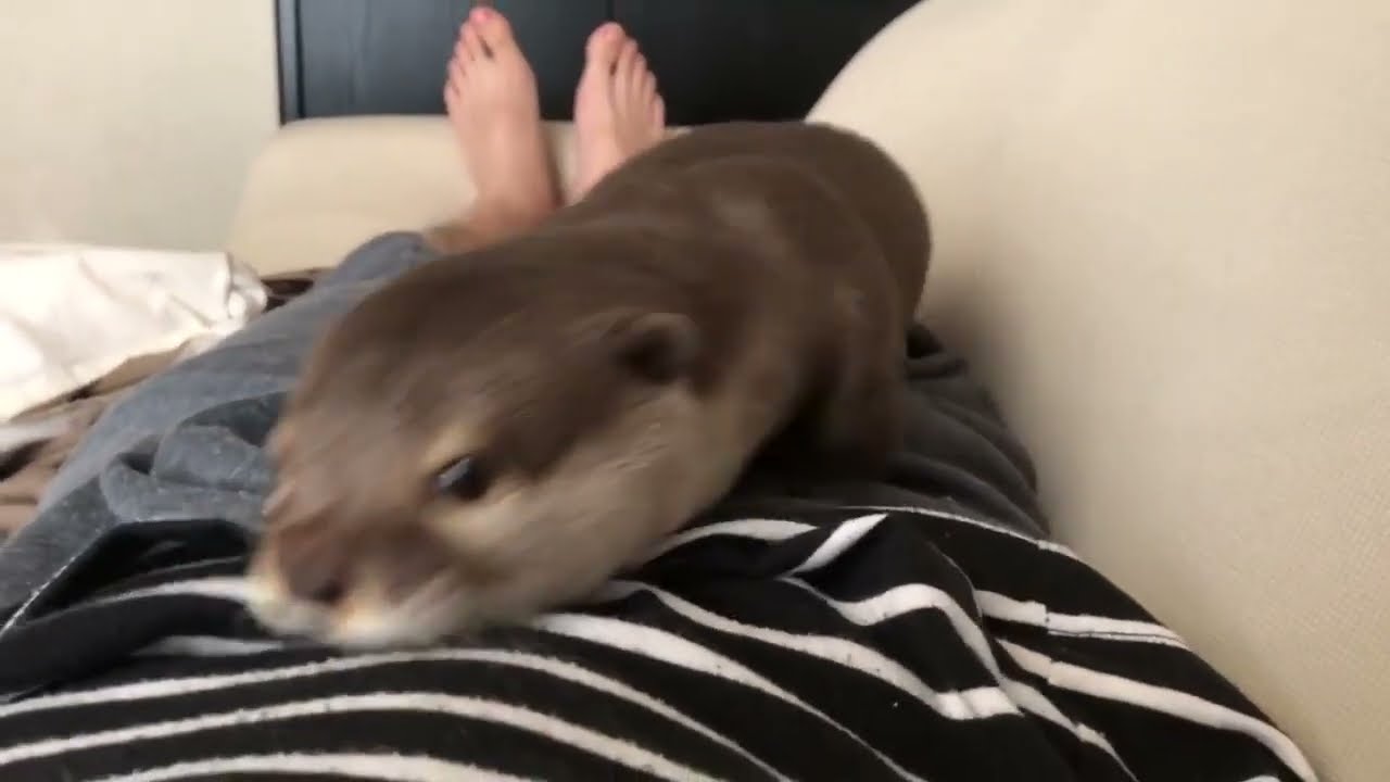 Kiedy poluje [wydra domowa] Wioletta?