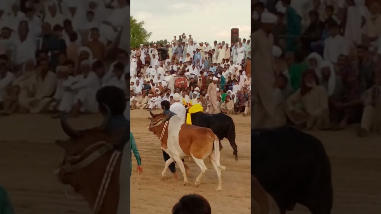 super bull round//jalsa bail karah//shorts#ytshorts#viral#