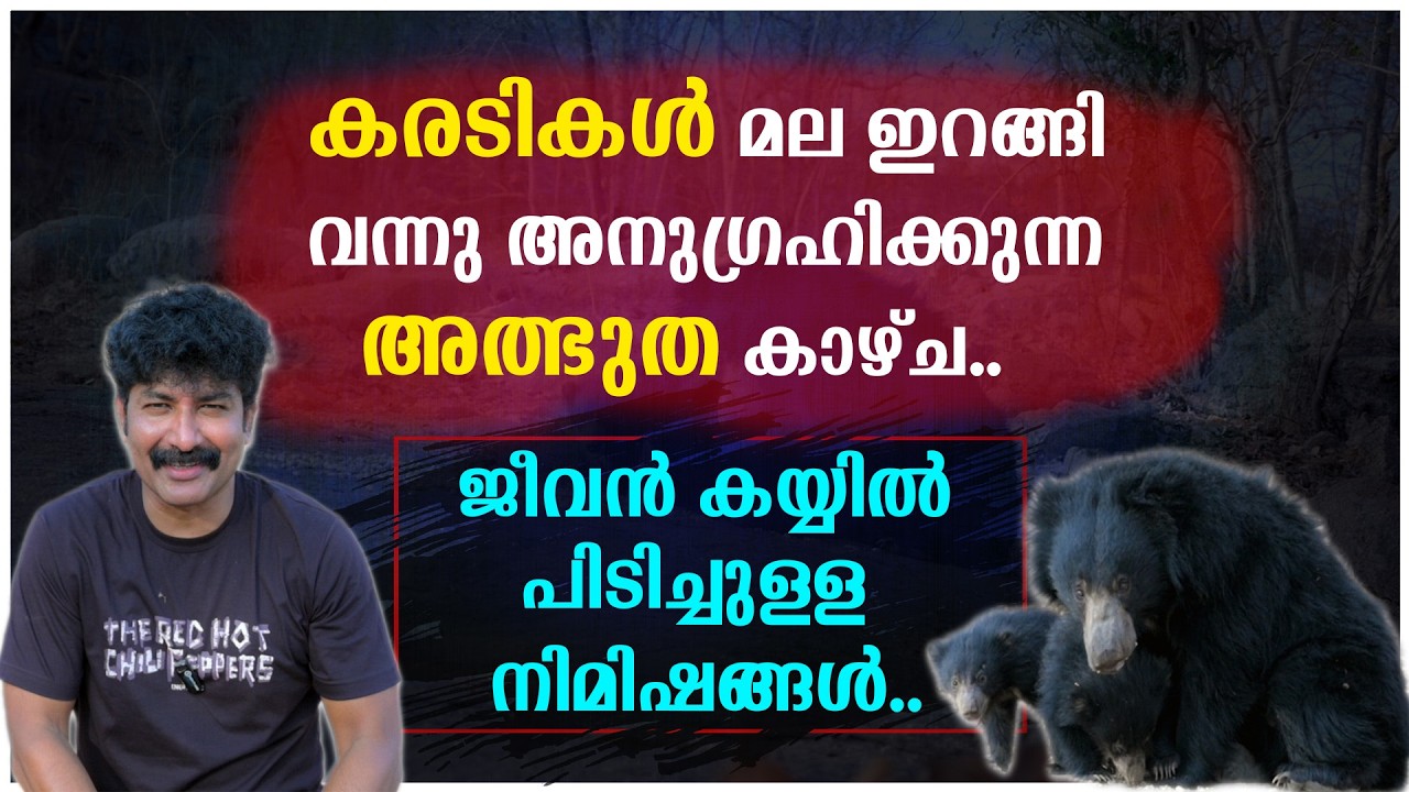 കരടികൾ മല ഇറങ്ങി വന്നു അനുഗ്രഹിക്കുന്ന അത്ഭുത കാഴ്ച | ജീവൻ കയ്യിൽ പിടിച്ചുള്ള നിമിഷങ്ങൾ