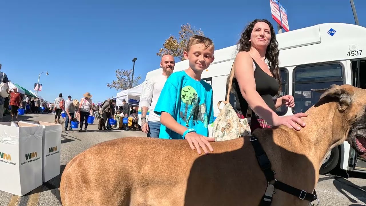 Cash 2.0 Great Dane at the Simi Valley street fair 2022 (4 of 12)