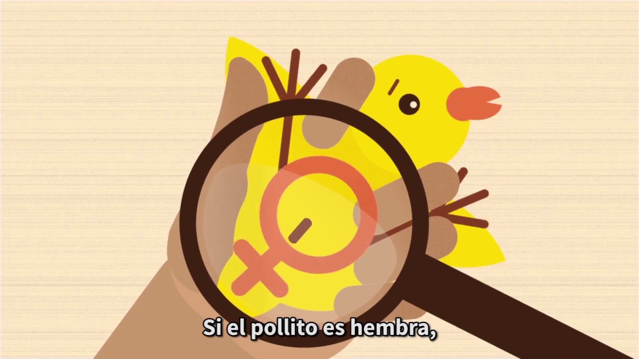 &iquest;C&oacute;mo te gustan tus #HUEVOS?
