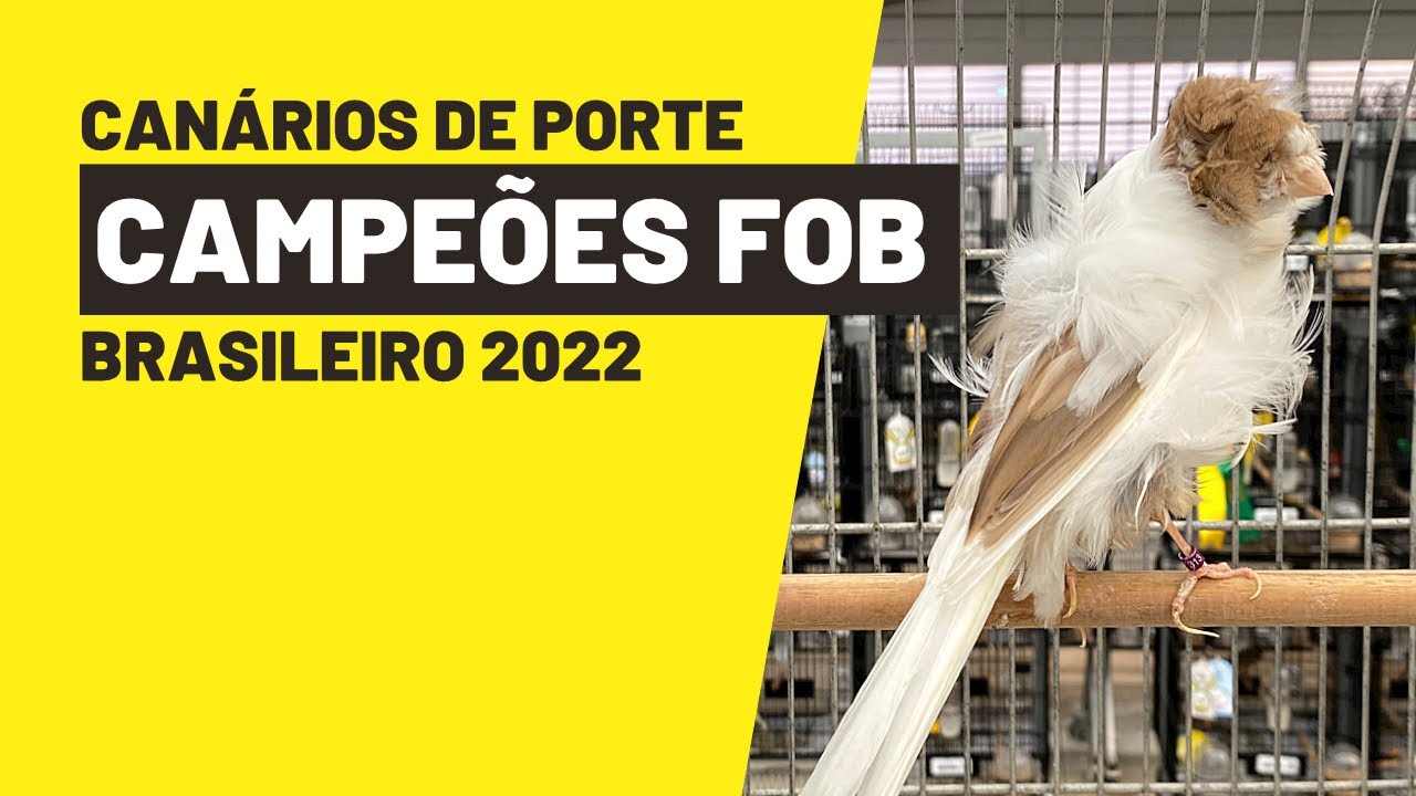 Canários de PORTE CAMPEÕES FOB NO Brasileiro 2022