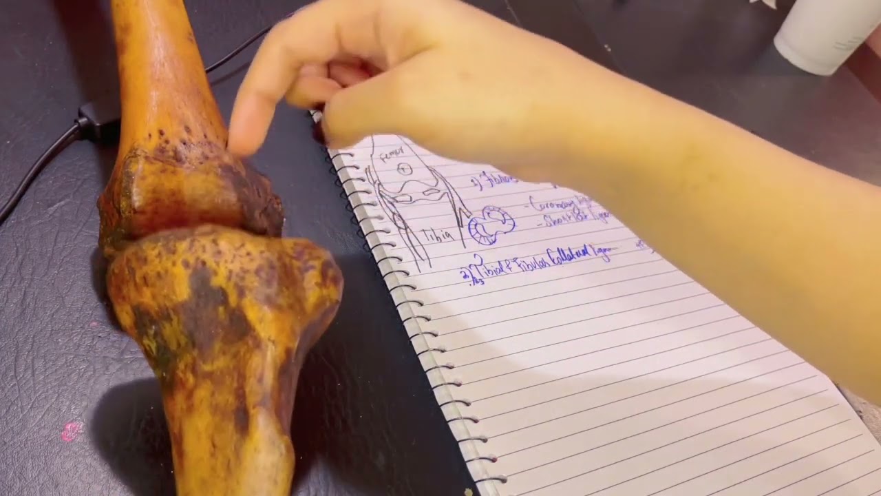 Knee Joint | Intro to the Ligaments of knee joint | TCL & FCL | Medial & Lateral Menisci | ACL PCL