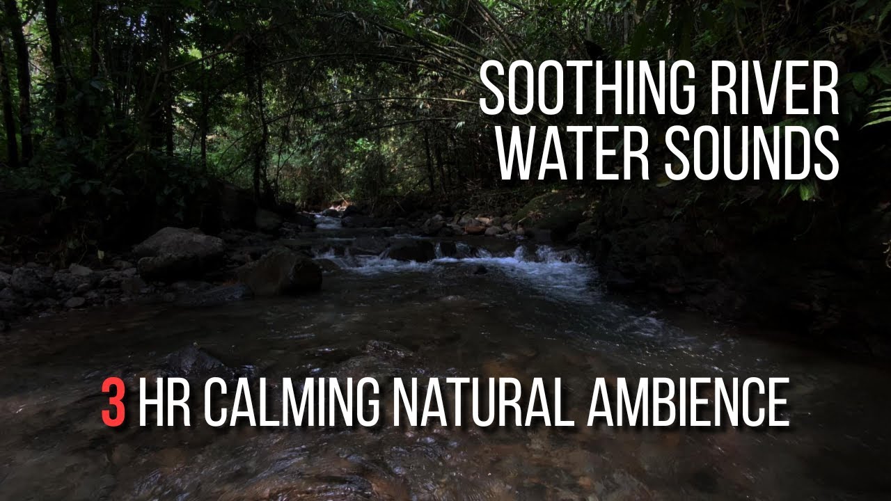 Soothing River Water Sounds | Gentle Forest | Calming Natural Ambience