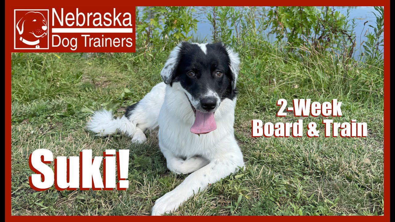 Suki | 6MO Great Pyrenees/Lab Mix | Off Leash Reliable Dog Training, Nebraska Dog Trainers