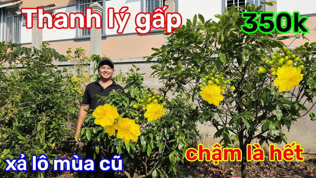 🌲12/3☎️Vườn mai 2 Lúa☎️xả dọn nền🌲giá 350k/cây🌲mai đôn mùa mới🌲thanh lý gấp 