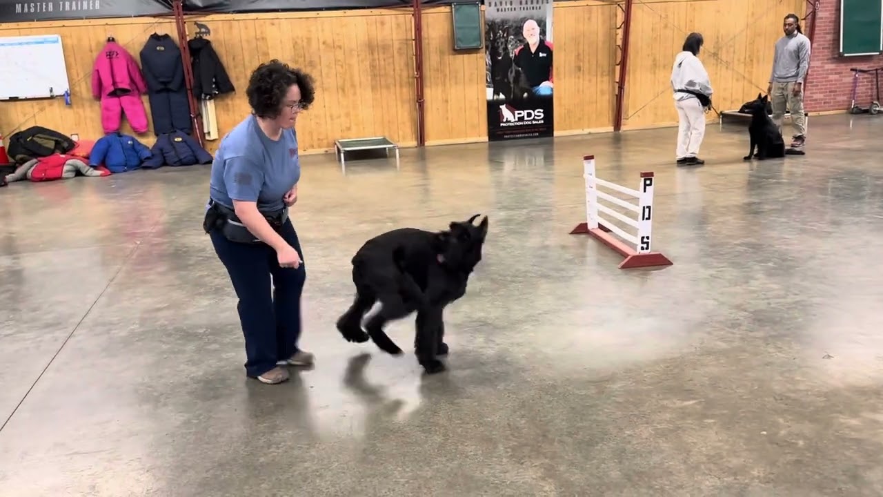 K Litter Momma Giant Schnauzer “Cara” 4 Yrs Home Raised Beautiful Brood Bitch Demonstration