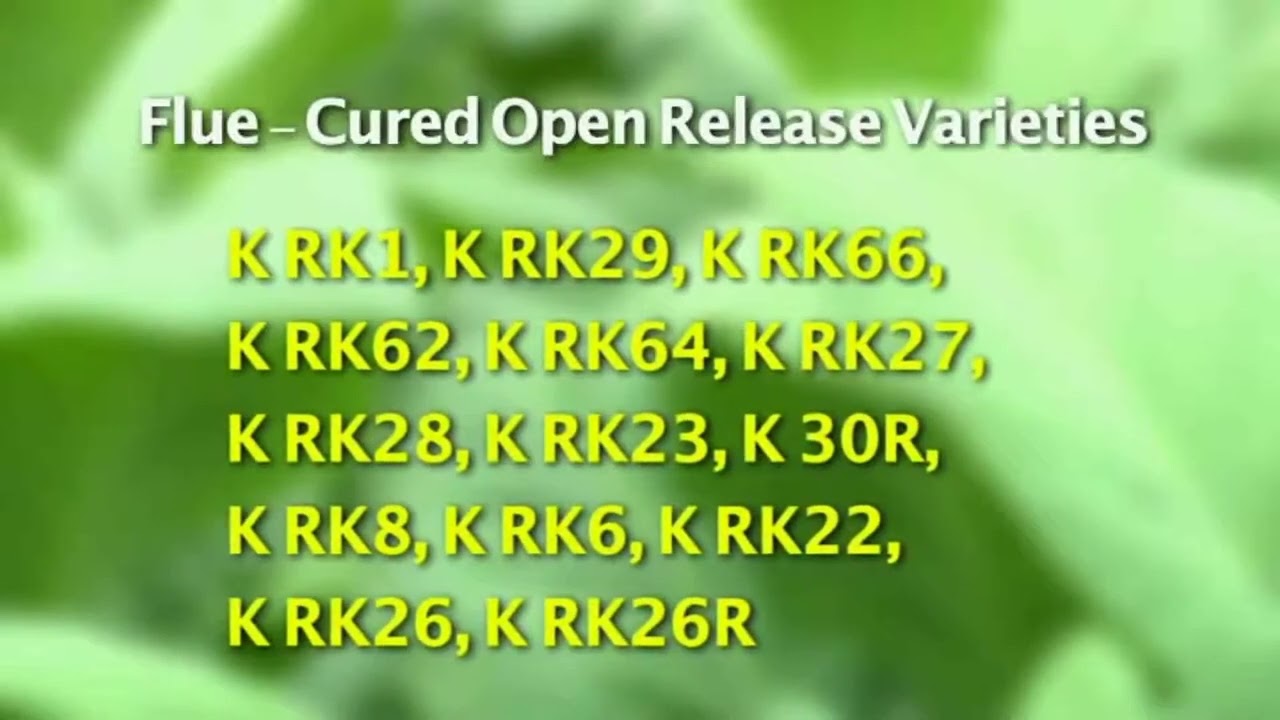 Tobacco Seed Varieties