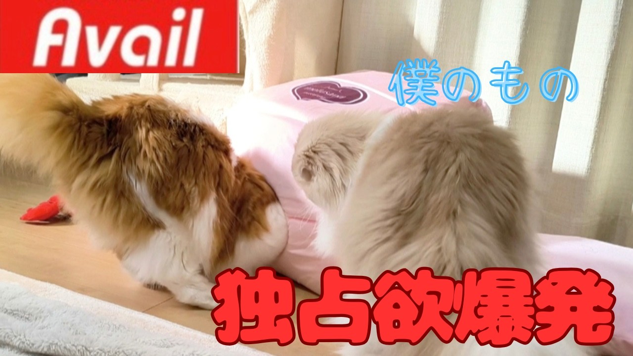 アベイルで新しいベッドを買ったら弟猫が独占して兄が使えない…