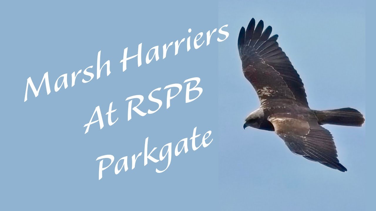 Marsh Harriers at RSPB Parkgate 