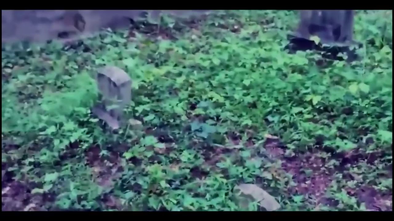 Tasadifiy kameraga tushgan sharpalar