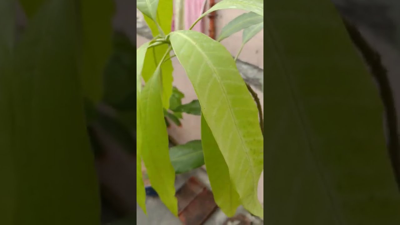 How to save a dieing mango tree Dieback cure for plants