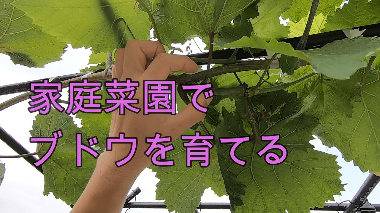 【家庭菜園でブドウ栽培　一年目樹　Ver.5】今年のおさらい＆翌年の豊作を目指すには？　シャインマスカット・ナガノパープル等の根圏制御栽培。人生100年時代を葡萄農家として頑張る！(#24)