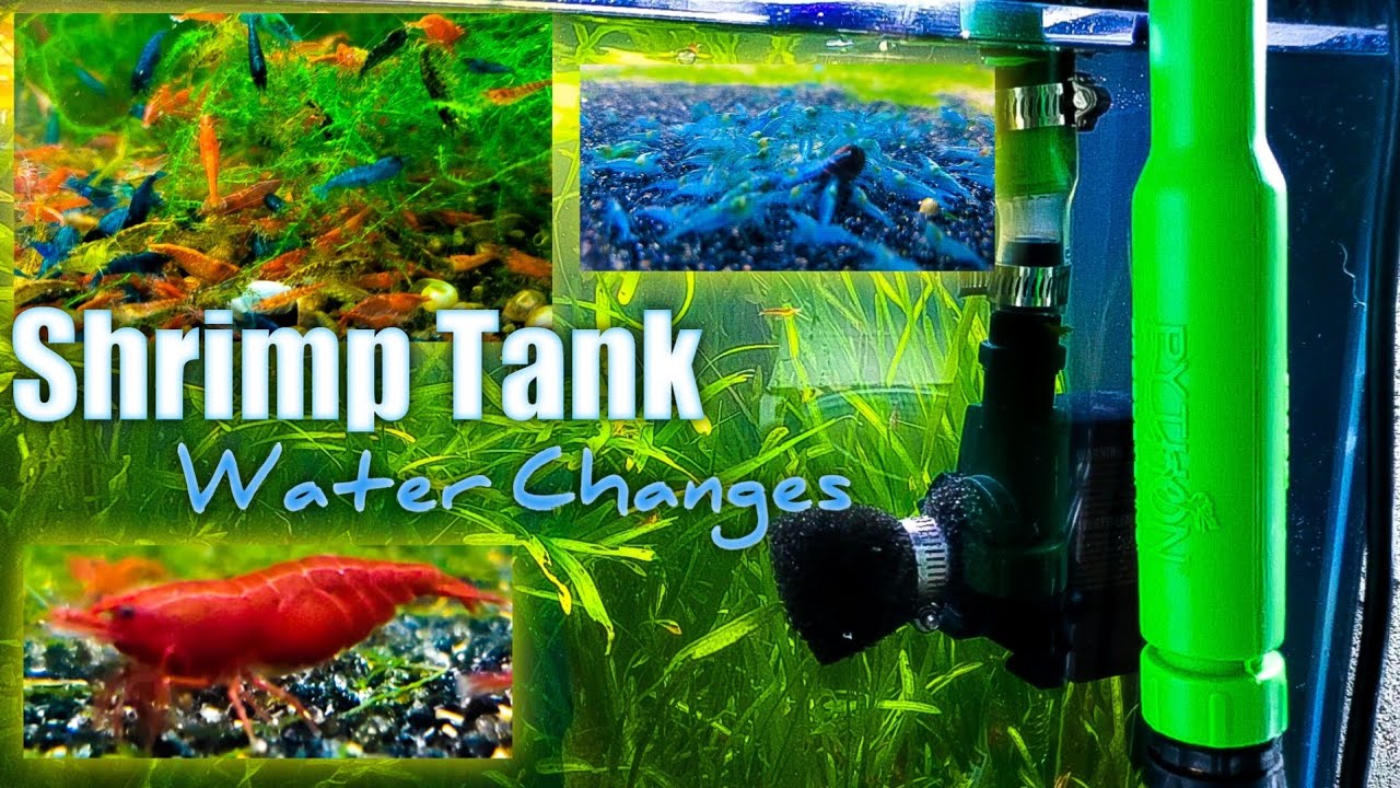 Shrimp Tank Water Changes