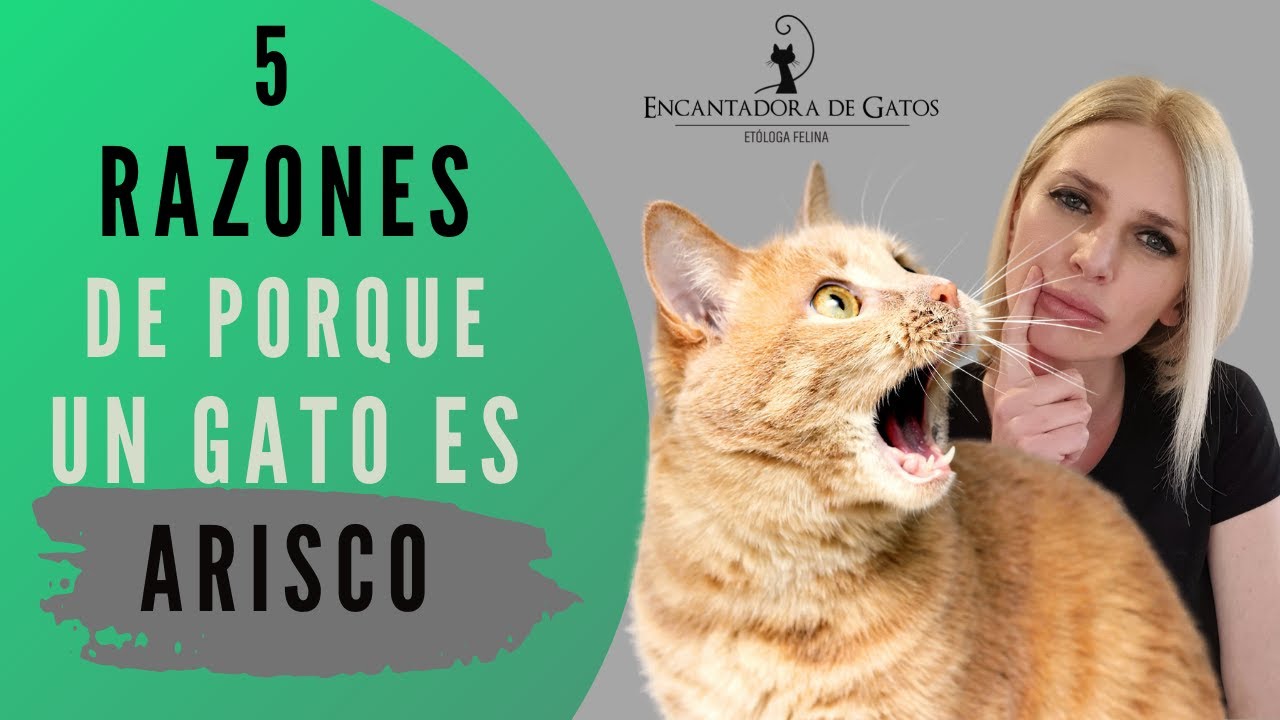 TU GATO NO TIENE QUE SER ARISCO | Encantadora de Gatos