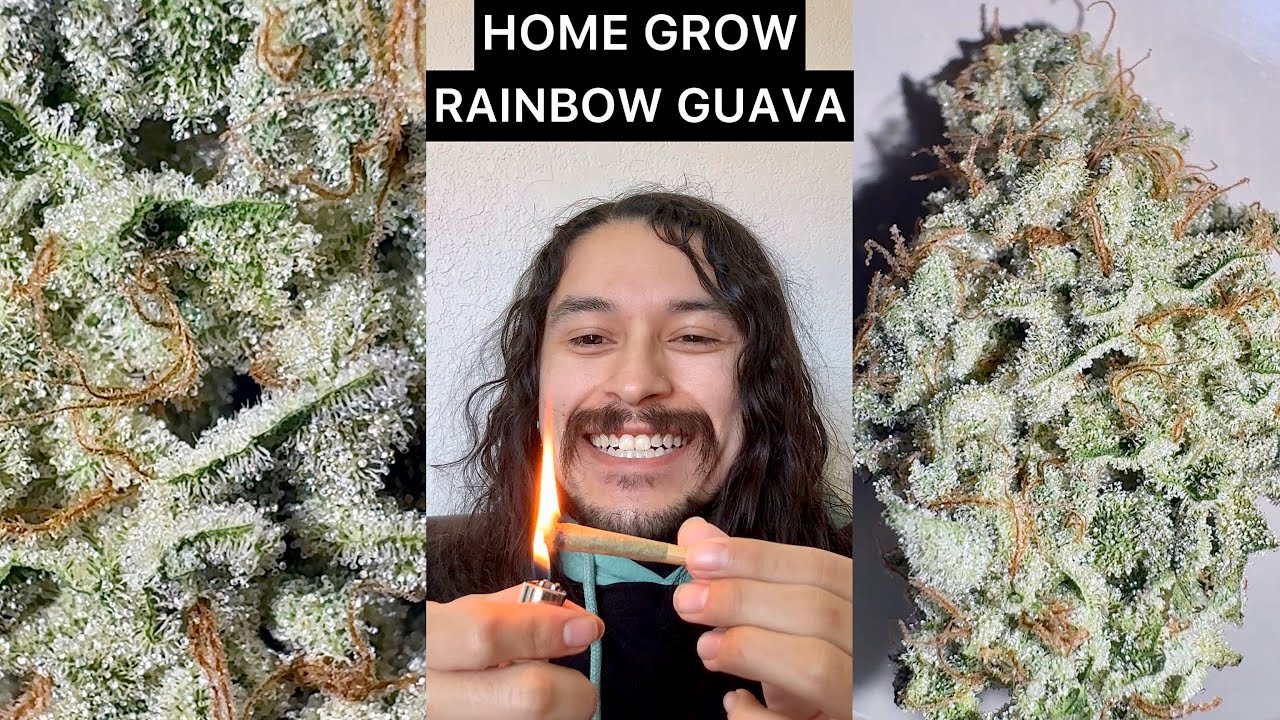 DopenDusty's 420 | Rainbow Guava Flower Review | Home Grown Flower | DopenDusty Discord