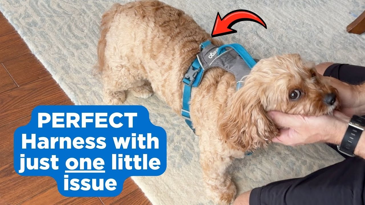 Kurgo Journey Air Harness Review – The Only Harness Our Dog Walks In Without Choking!
