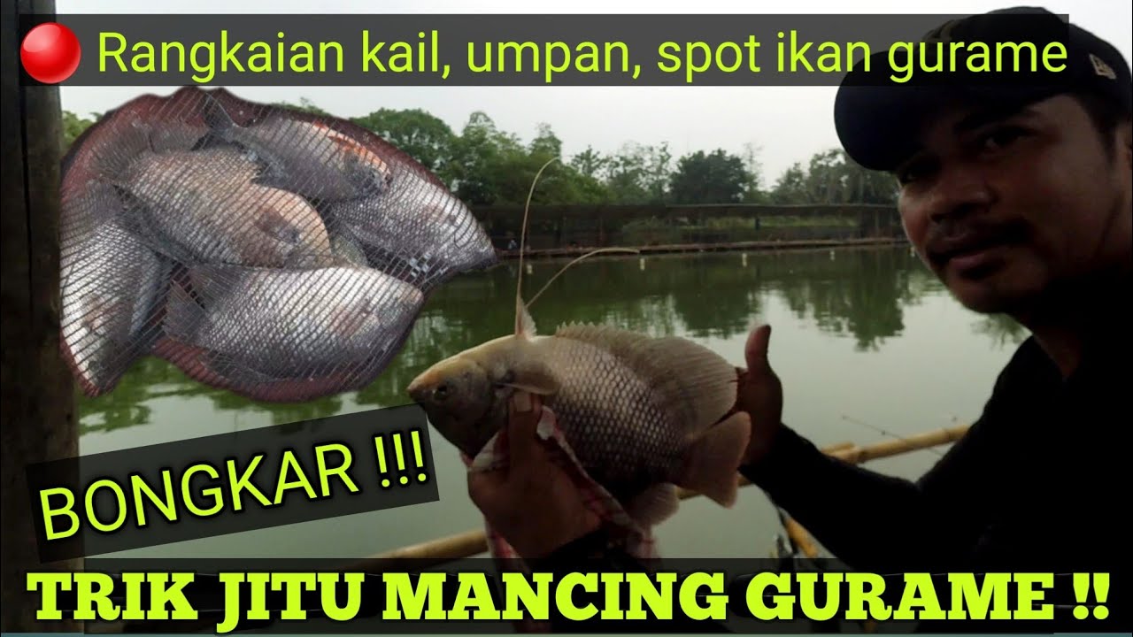 TRIK JITU MANCING IKAN GURAME DI KOLAM || UMPAN GURAME KOLAM HARIAN || PEMANCINGAN MARWAN