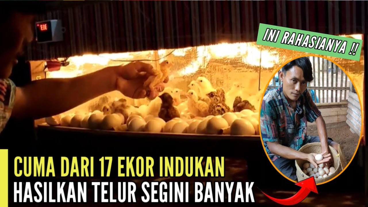 CUMA DARI 17 EKOR INDUKAN, TELURNYA SEBANYAK INI