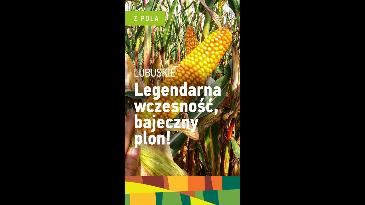 Legendarna wczesność, bajeczny plon! Zobaczcie na polu | Kukurydza ziarnowa ES Yakarai | FAO 210-220