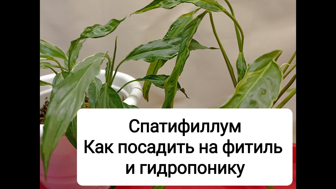 Спатифиллум. Что выбрать: посадить на фитильный полив или вырастить на гидропонике