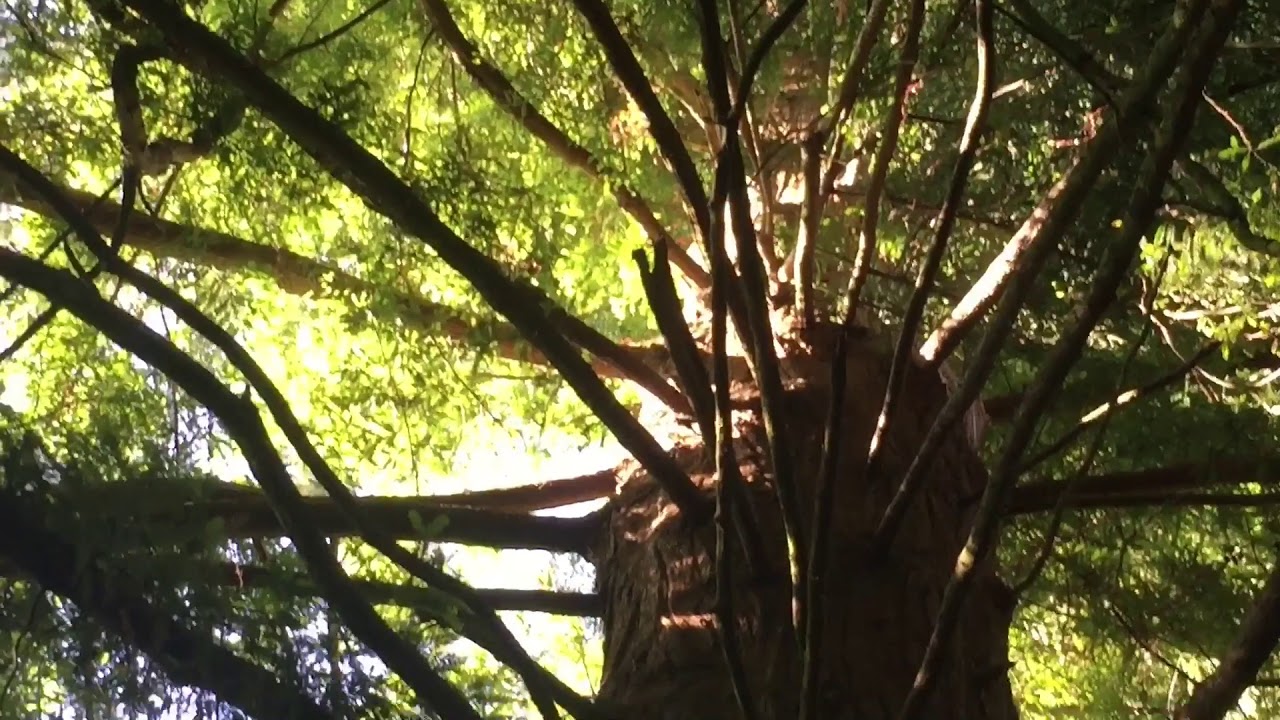 Throwback to the Tallest tree I&rsquo;ve Climbed Without Ropes