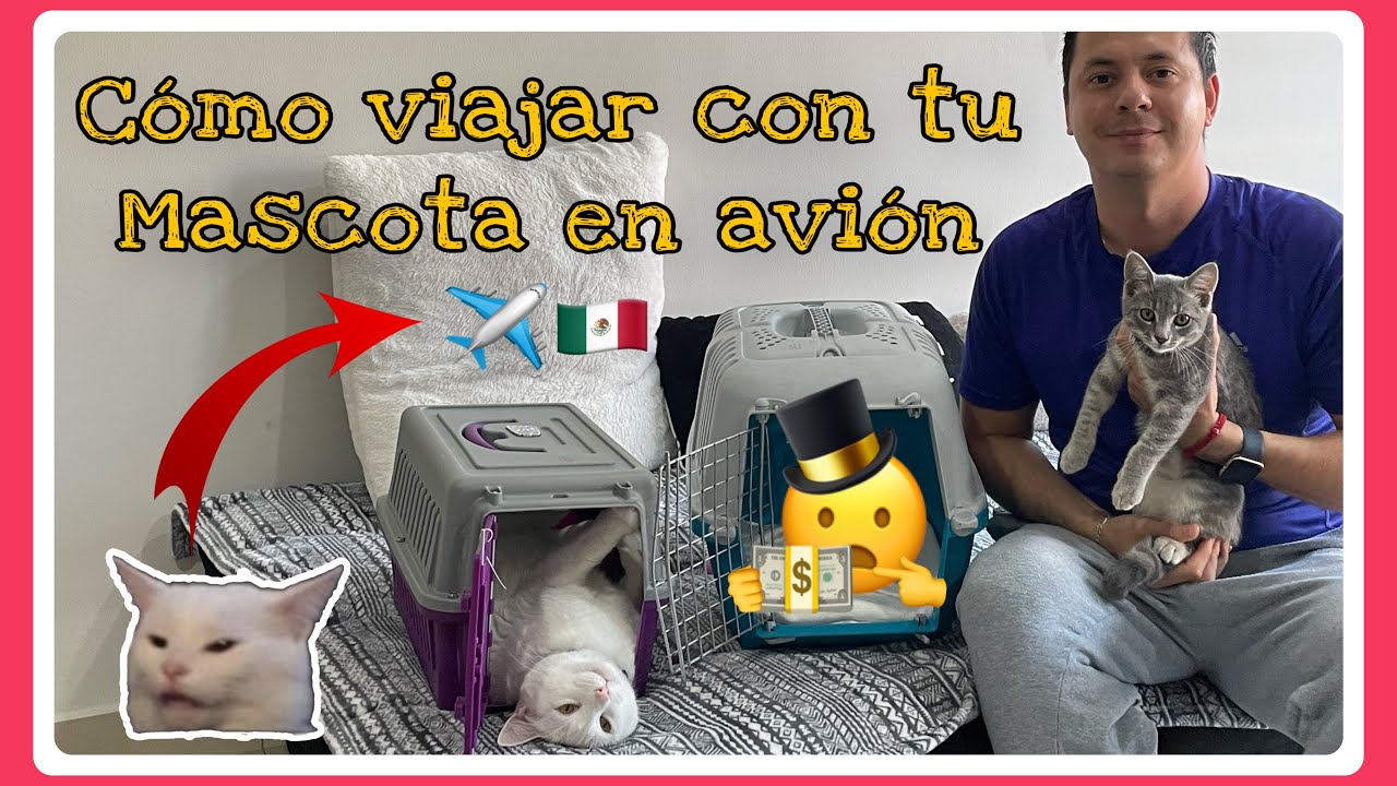¿COMO VIAJAR CON TU GATO? Te explico como hacerlo y que necesitas😺🐈‍⬛✅