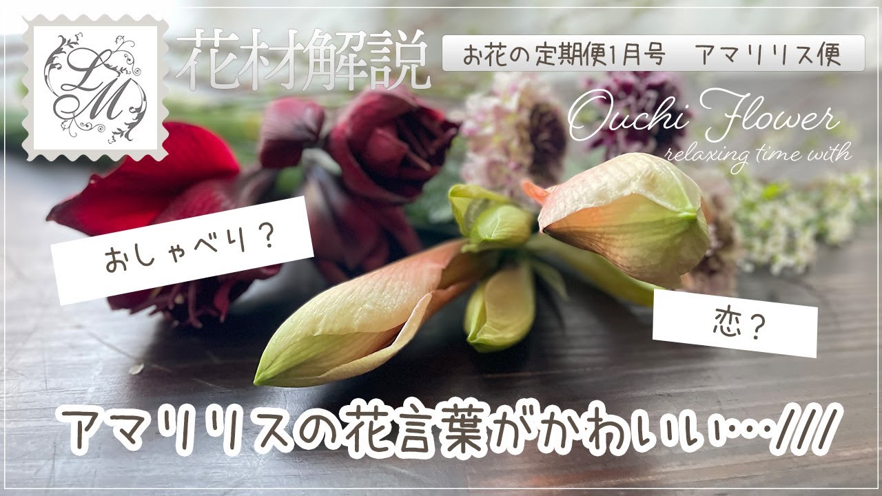 【お花の定期便1月号】アマリリスの花言葉｜雪柳｜タバリアファン｜スカビオサ｜おうちフラワー#65