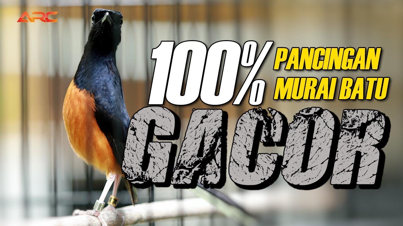 LANGSUNG GACOR ‼️PANCINGAN EMOSI MURAI BATU YANG MACET BUNYI