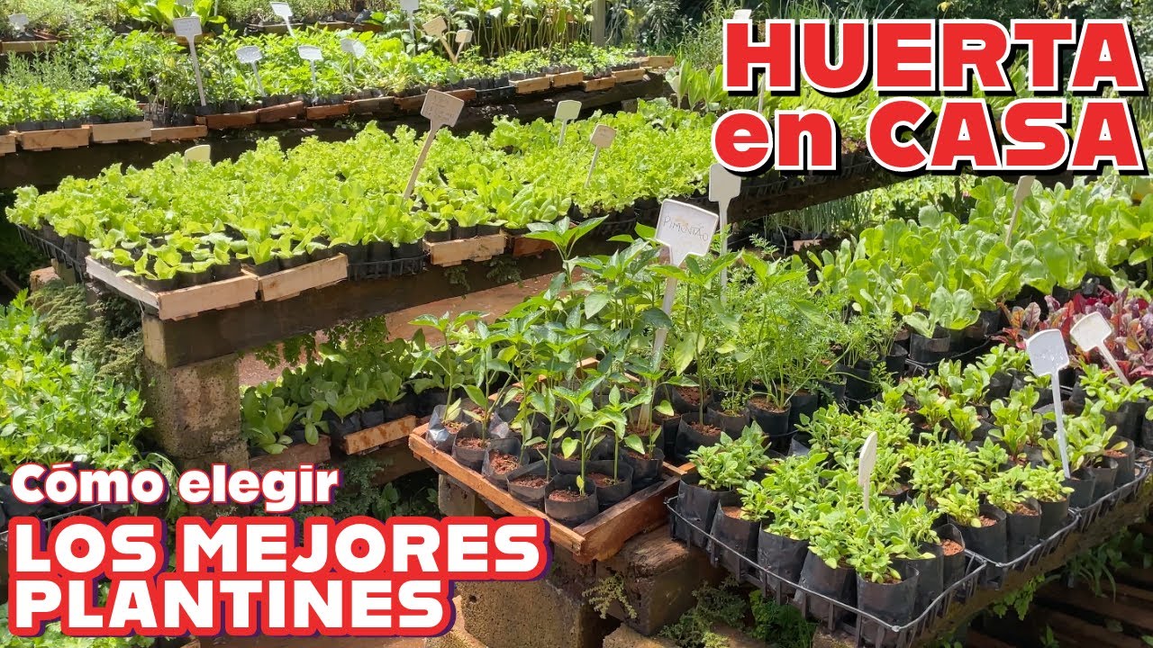 Secretos para elegir los mejores plantines en el vivero
