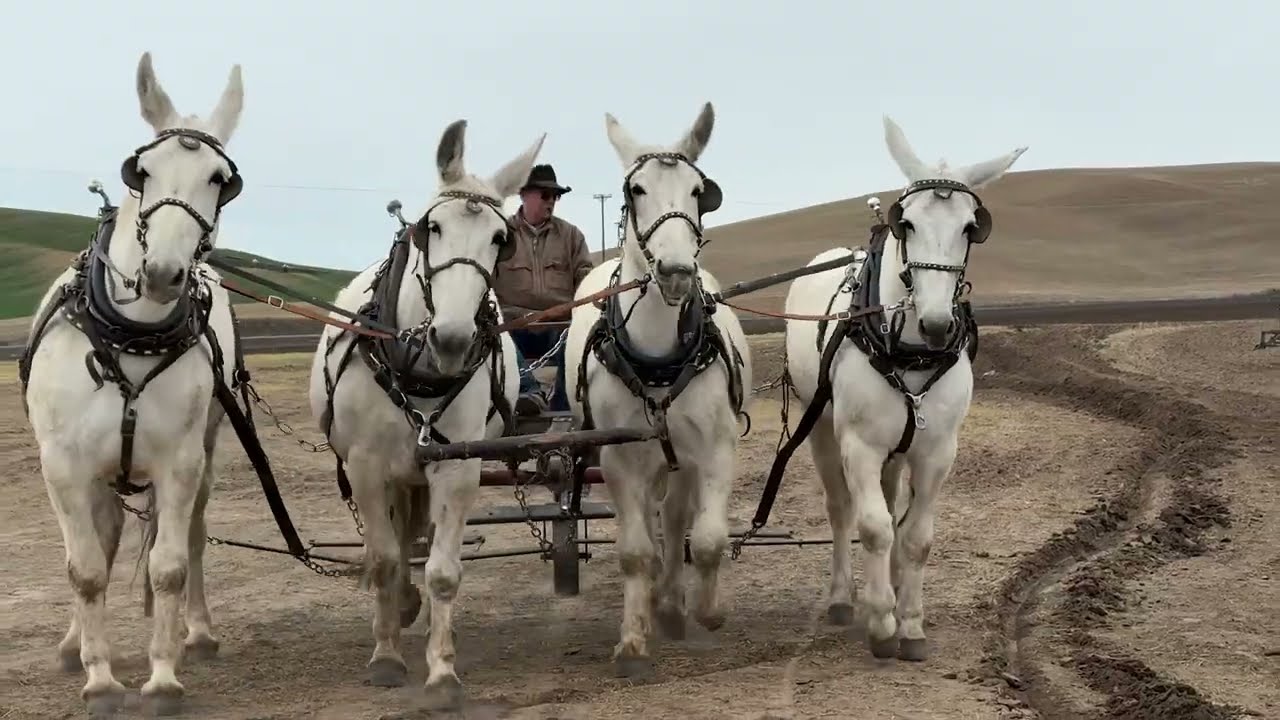 Plowing and discing with draft horses and mules