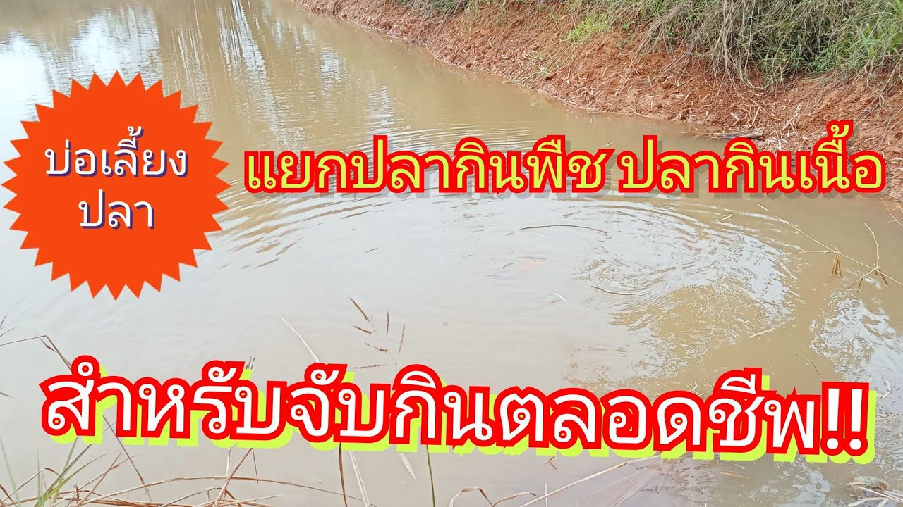 #บ่อเลี้ยงปลากินพืช แบบยั่งยืน