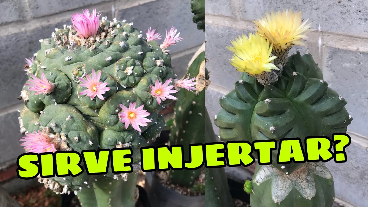 Para qué sirven los INJERTOS? Beneficios de injertar cactus 🤩🔪🌵