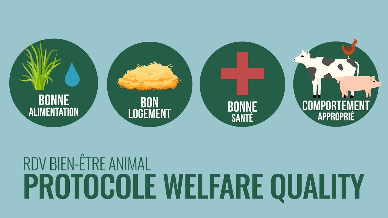 Welfare Quality®, un protocole de référence pour évaluer le bien-être animal