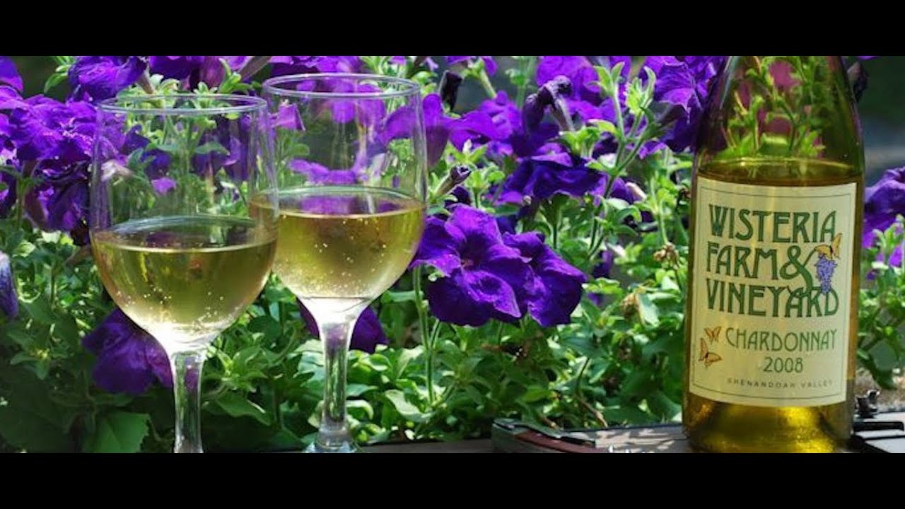 Wisteria Vineyard Pick & Stomp